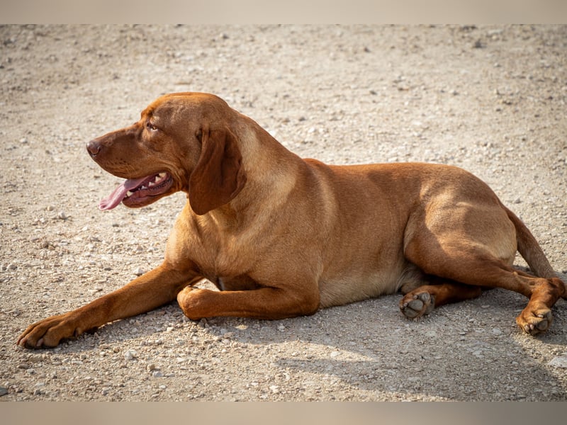 Magyar Vizsla Welpen mit FCI-Papieren