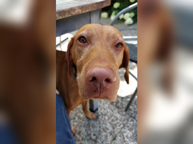 2 wunderbare Magyar Vizsla Hündinnen