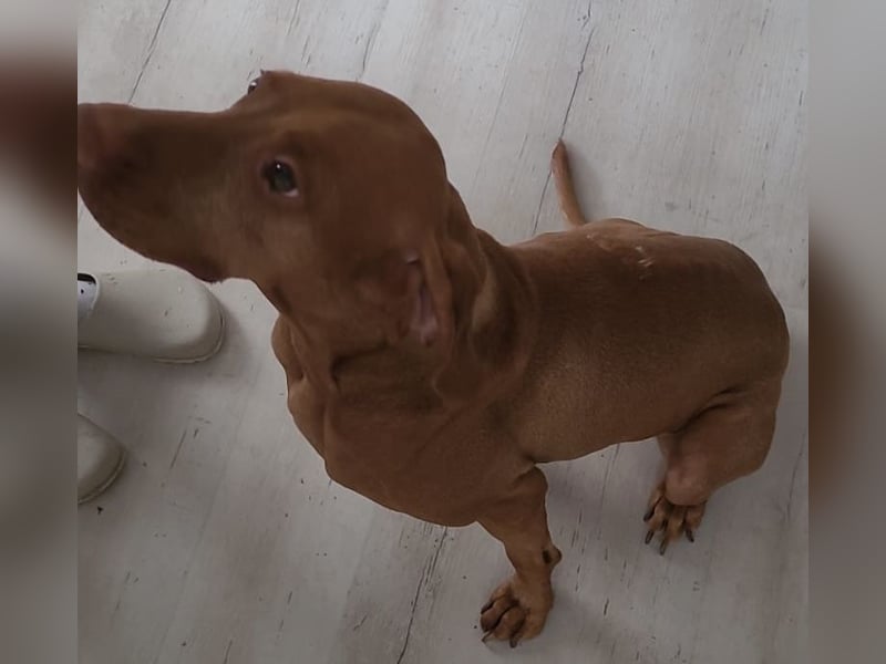 2 wunderbare Magyar Vizsla Hündinnen