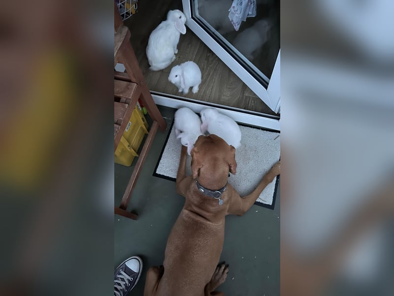 2 wunderbare Magyar Vizsla Hündinnen