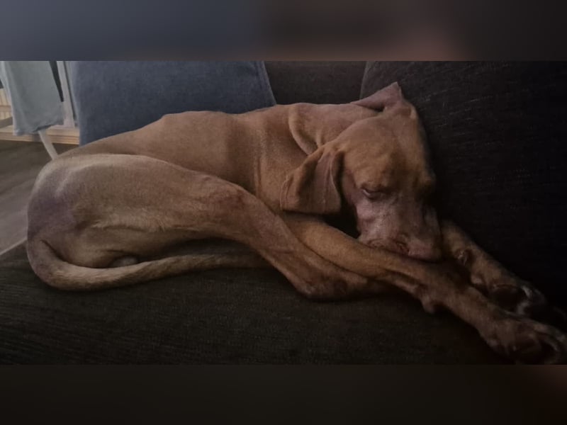 2 wunderbare Magyar Vizsla Hündinnen