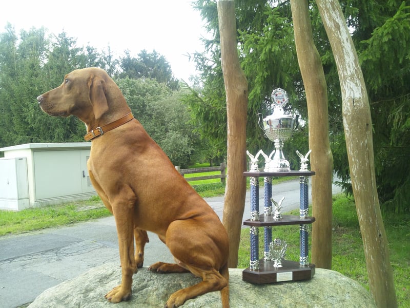 Magyar Vizsla Welpen mit Papiere