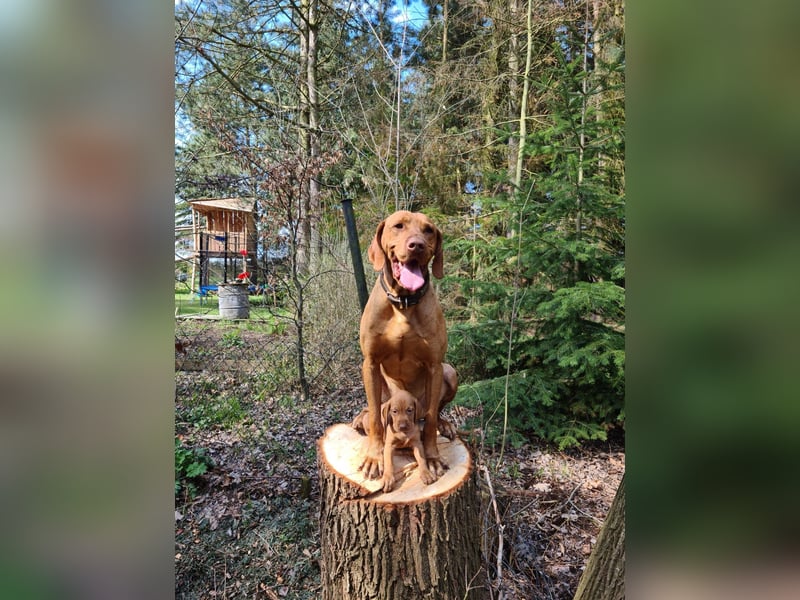 Magyar Vizsla Welpen mit Papiere