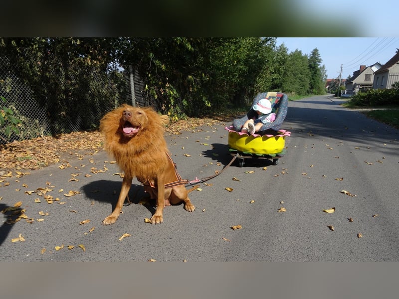 Magyar Vizsla Welpen mit Papiere