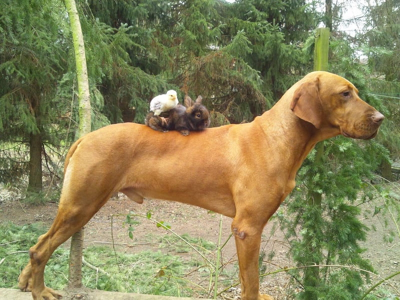 Magyar Vizsla Welpen mit Papiere