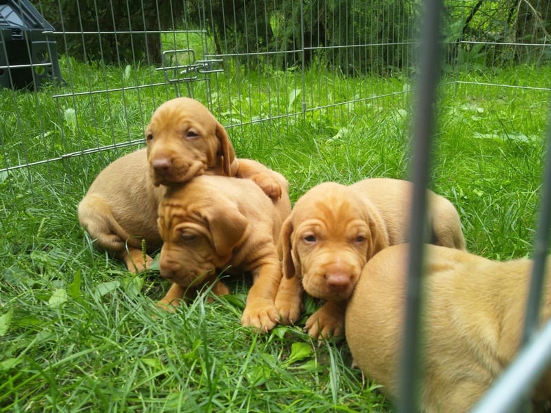 Magyar Vizsla Welpen mit Papiere