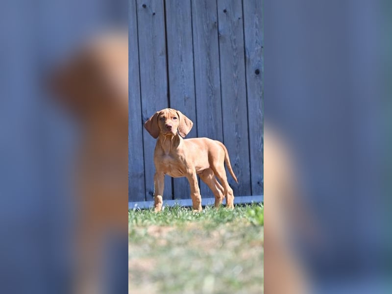 Magyar Vizsla Welpen 6.6.2026