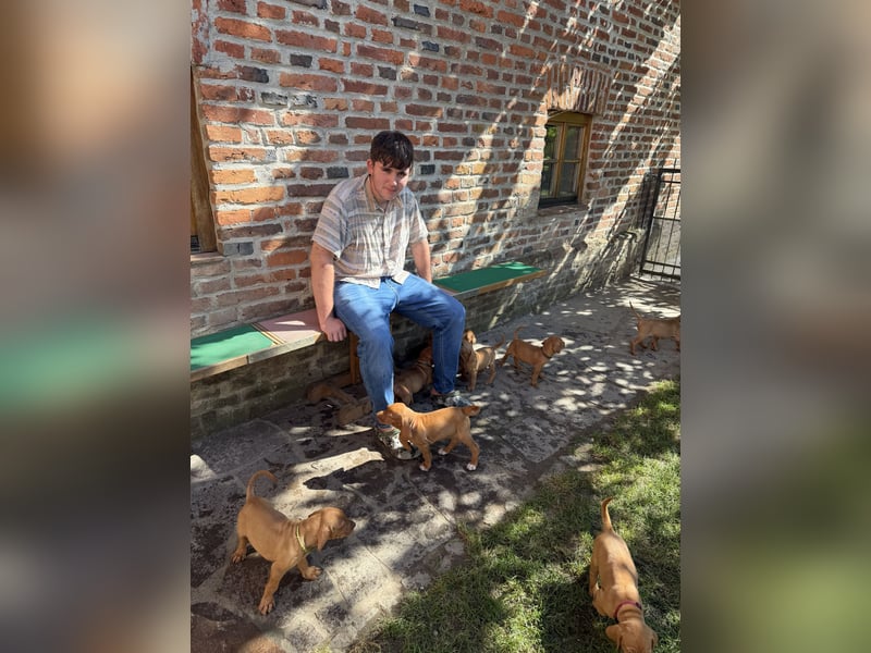 Magyar Vizsla Welpen 6.6.2026