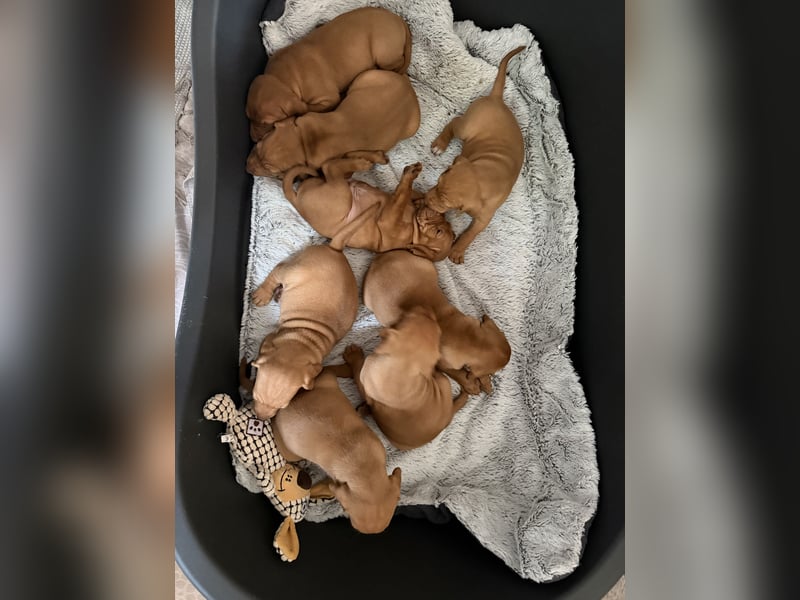 Magyar Vizsla Welpen 6.6.2026