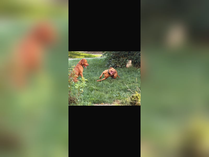 Magyar Vizsla Welpen 6.6.2026