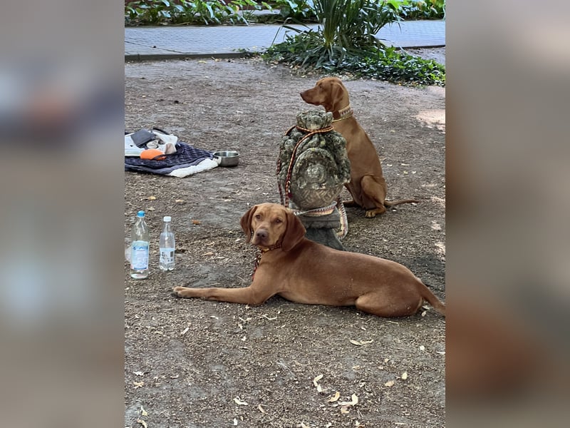Magyar Vizsla Welpen 6.6.2026