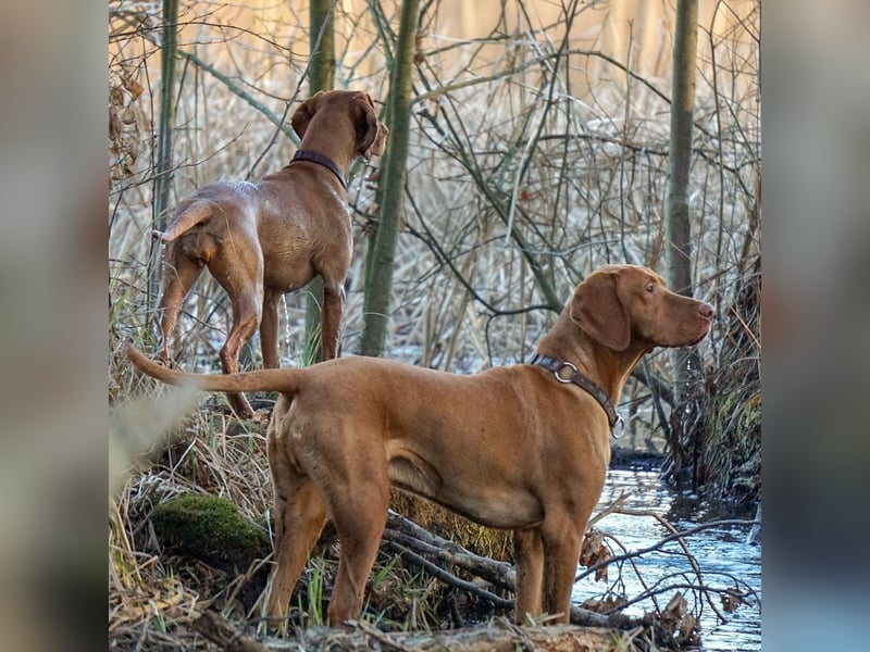 Selten - Magyar Vizsla Welpen Langhaar (kein Drathaar)