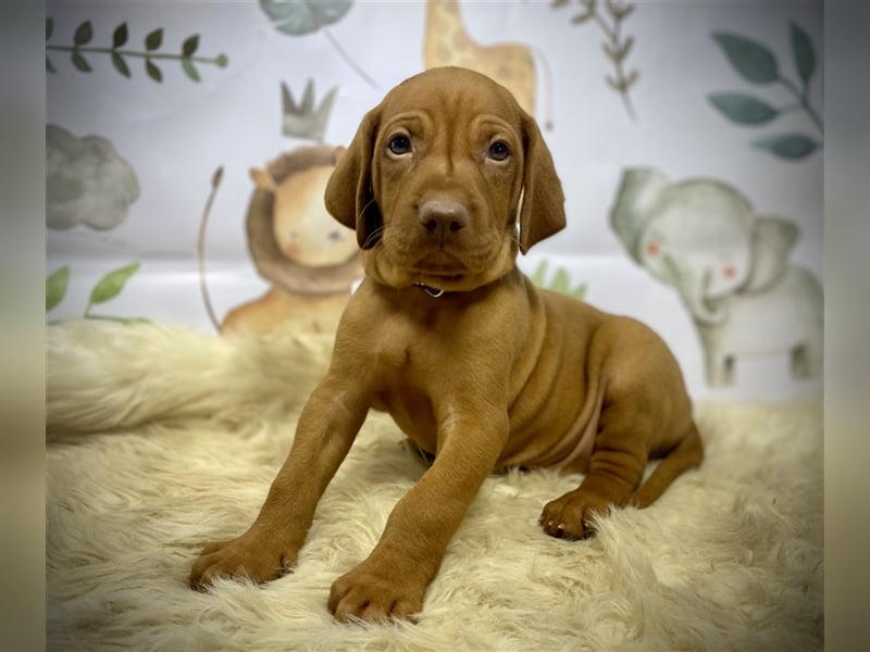 Traumhaft edle und bestens geprägte Magyar Vizsla- Welpen m.P.