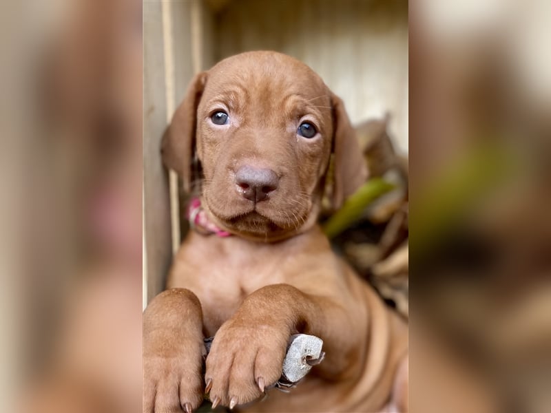 Traumhaft edle und bestens geprägte Magyar Vizsla- Welpen m.P.