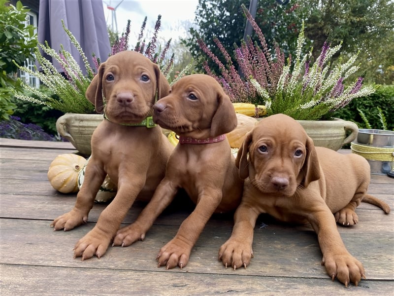 Traumhaft edle und bestens geprägte Magyar Vizsla- Welpen m.P.