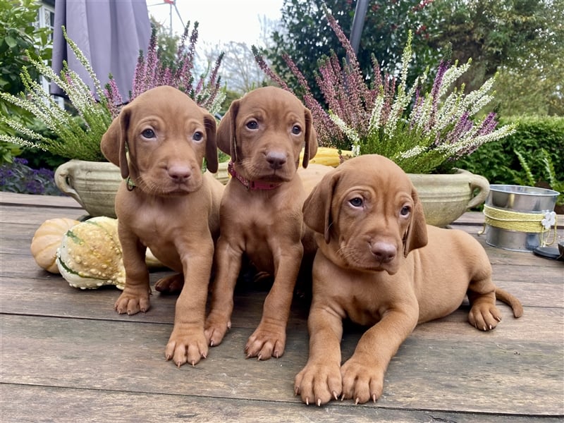 Traumhaft edle und bestens geprägte Magyar Vizsla- Welpen m.P.