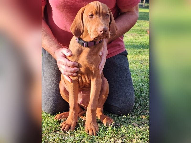 Magyar Vizsla Welpen mt FCI Ahnentafel