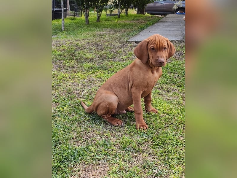 Magyar Vizsla Welpen mt FCI Ahnentafel