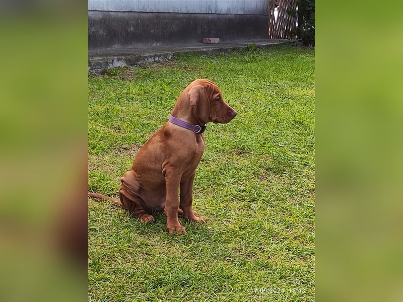 Magyar Vizsla Welpen mt FCI Ahnentafel