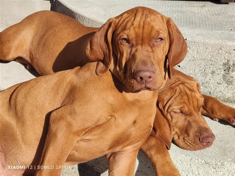 Magyar Vizsla Welpen mt FCI Ahnentafel