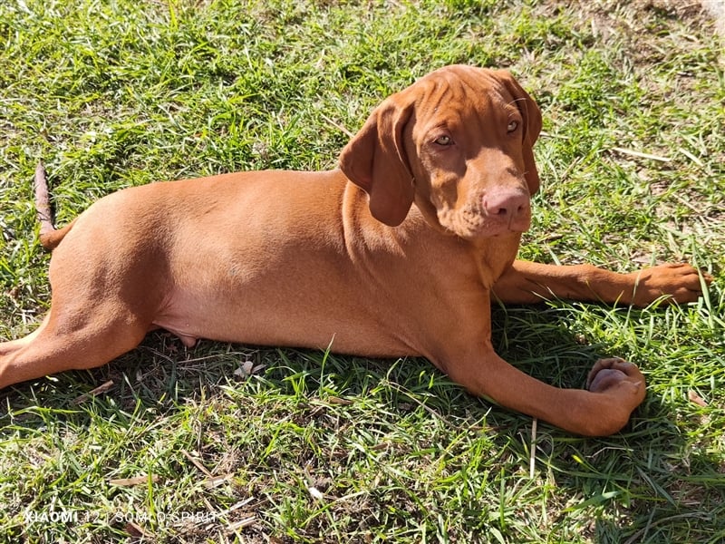 Magyar Vizsla Welpen mt FCI Ahnentafel