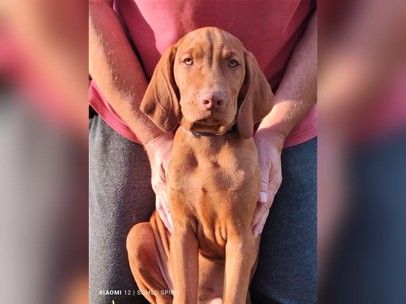 Magyar Vizsla Welpen mt FCI Ahnentafel