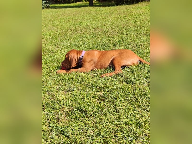 Magyar Vizsla Welpen mt FCI Ahnentafel