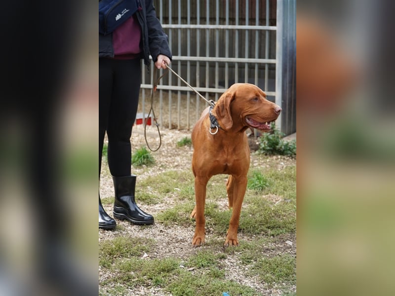 Lemmy, bildhübscher Magyar Vizsla Rüde geb. 2017