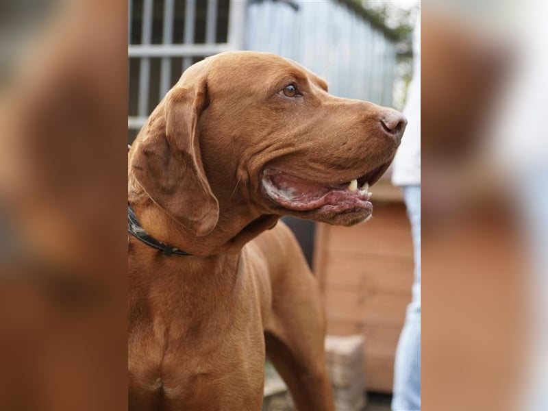 Lemmy, bildhübscher Magyar Vizsla Rüde geb. 2017