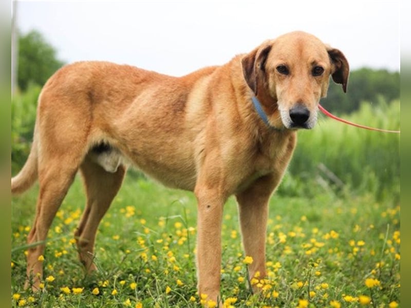 Vizsla-Mix-Rüde Bongo: schmusig und klug