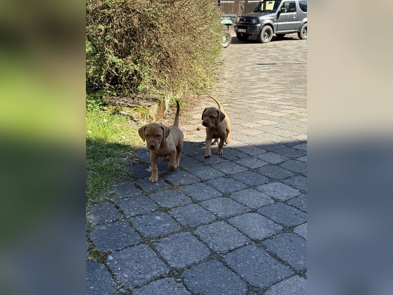 Wunderschöner reinrassiger Vizsla Welpe