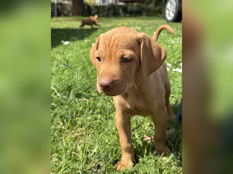 Wunderschöner reinrassiger Vizsla Welpe