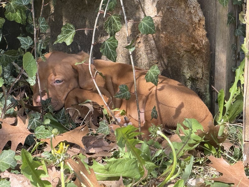 Wunderschöner reinrassiger Vizsla Welpe