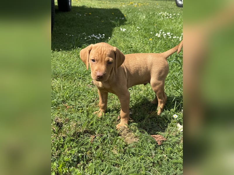 Wunderschöner reinrassiger Vizsla Welpe
