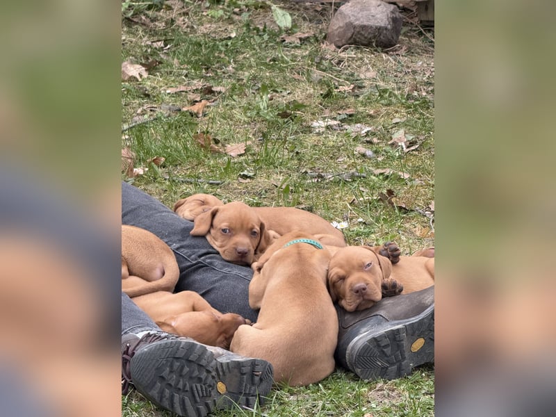 Wunderschöner reinrassiger Vizsla Welpe