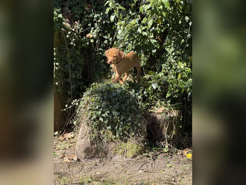Wunderschöner reinrassiger Vizsla Welpe