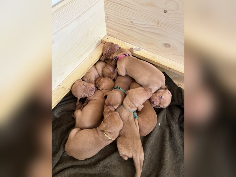 Liebevolle Vizsla Welpen ab Mitte Juni abzugeben