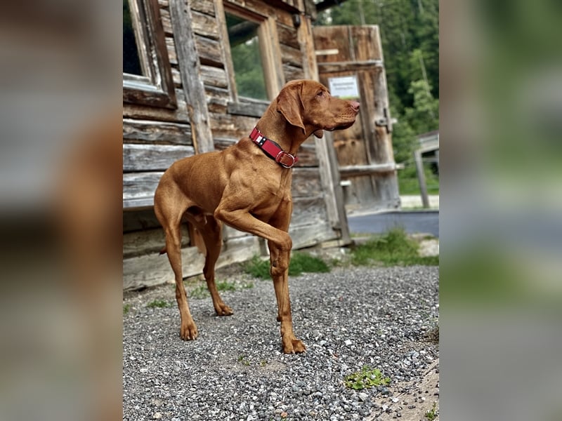 Magyar Vizsla Deckrüde