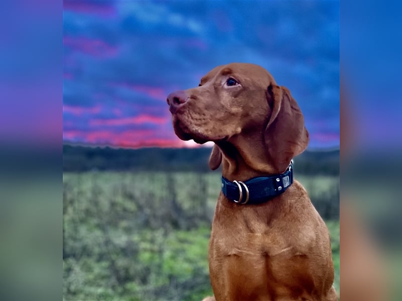 Magyar Vizsla Deckrüde