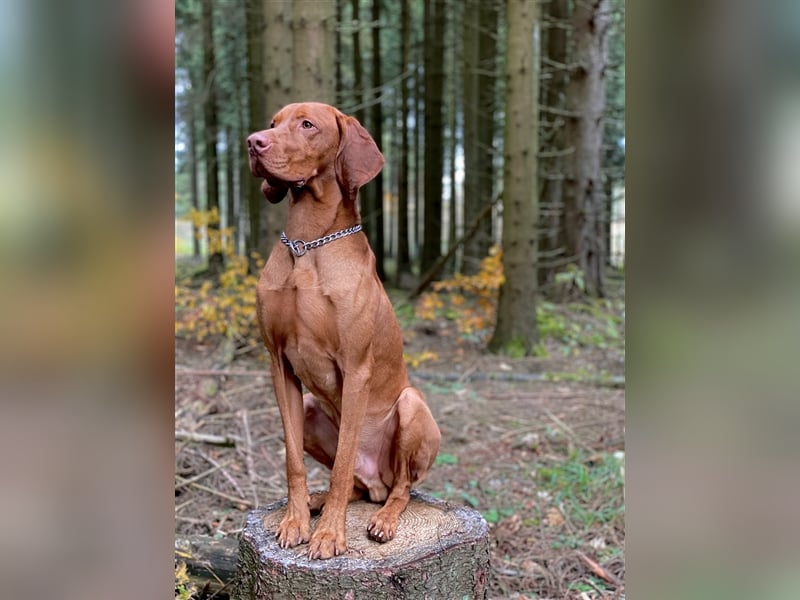 Magyar Vizsla Deckrüde