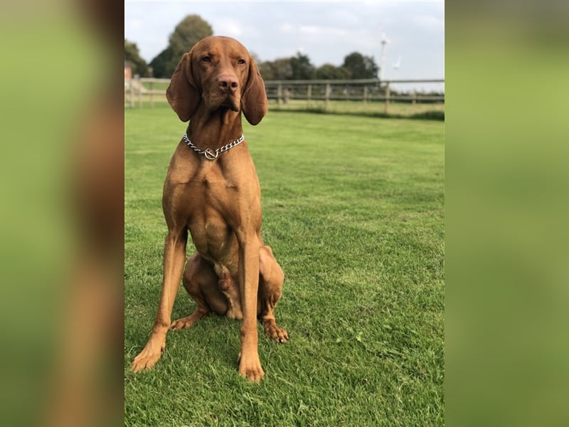 Magyar Vizsla Deckrüde