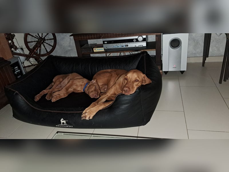 Magyar Vizsla Rüde