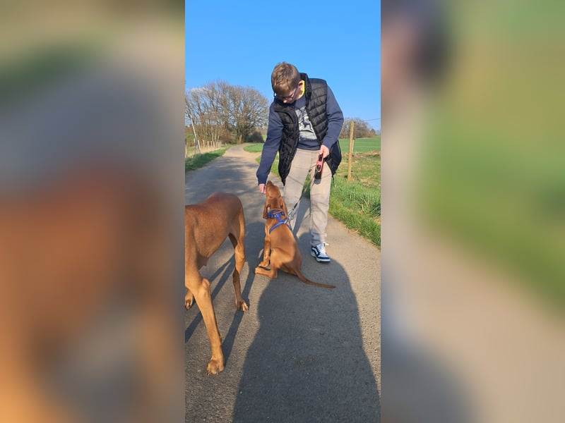 Magyar Vizsla Rüde