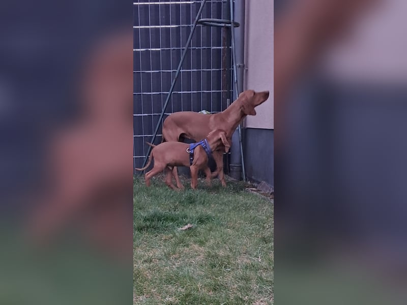 Magyar Vizsla Rüde