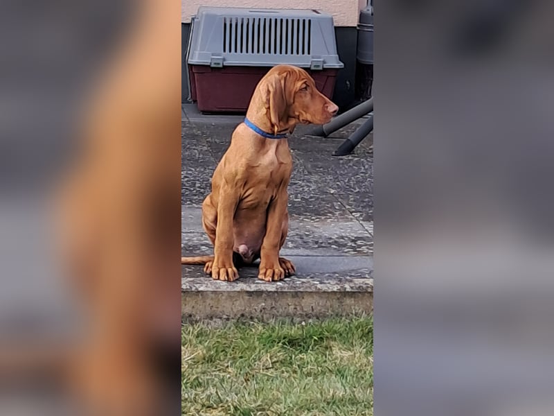 Magyar Vizsla Rüde