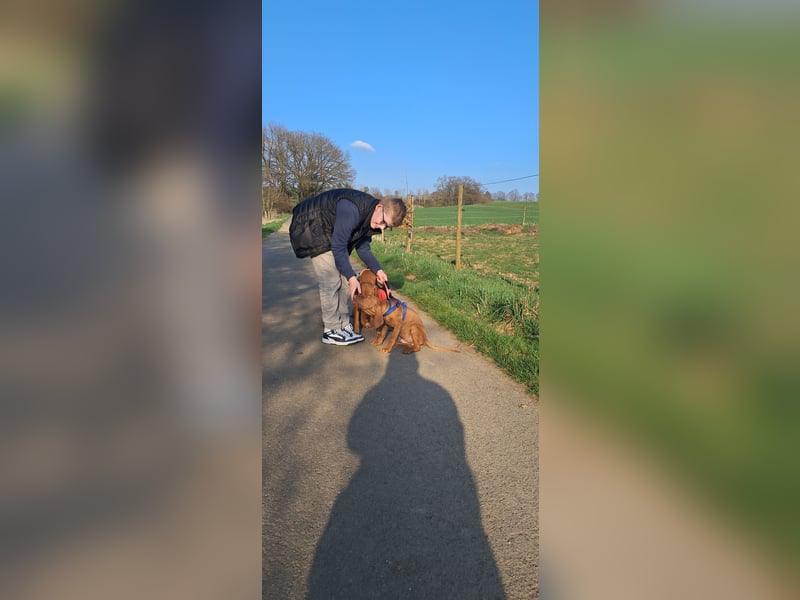 Magyar Vizsla Rüde