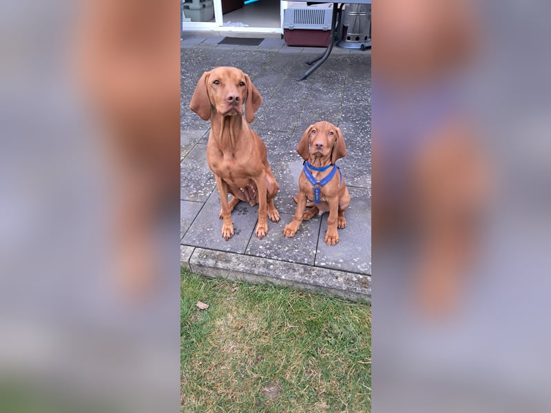 Magyar Vizsla Rüde