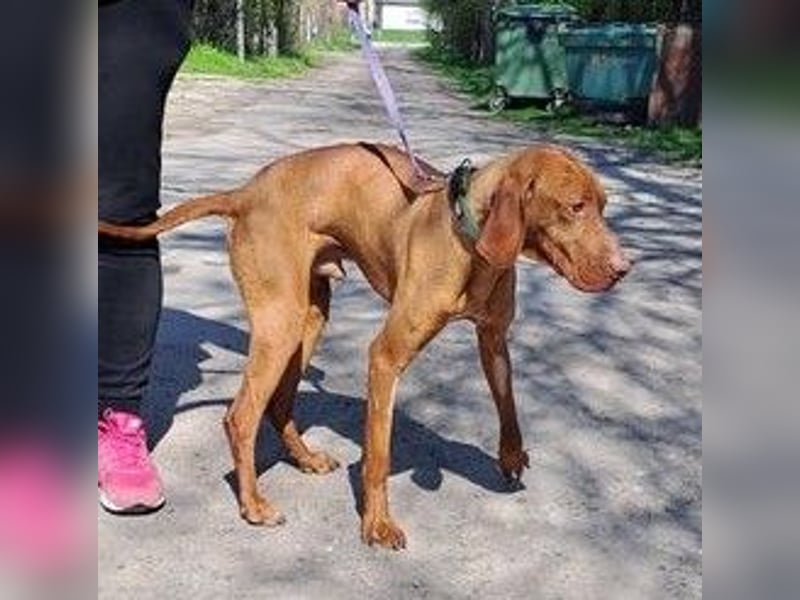 VIZSLA-RÜDE MISI SUCHT ZUHAUSE