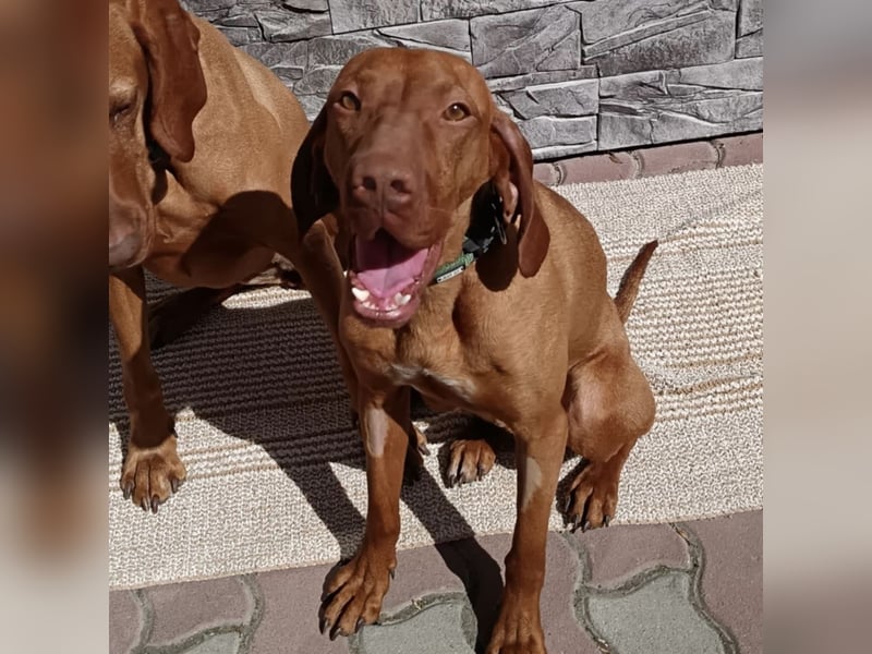 VIZSLA-RÜDE MISI SUCHT ZUHAUSE