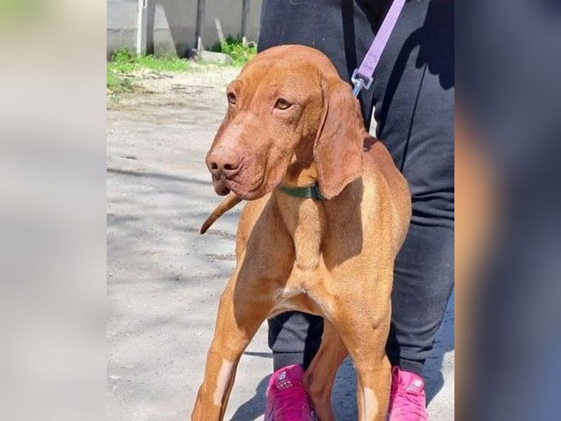 VIZSLA-RÜDE MISI SUCHT ZUHAUSE